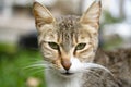 Mysterious gaze of cat in the park Royalty Free Stock Photo