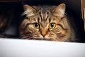 Mysterious gaze Fold eared cats half muzzle peeks from behind a cabinet