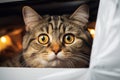 Mysterious gaze Fold eared cats half muzzle peeks from behind a cabinet