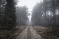 road through a forest covered with fog Royalty Free Stock Photo