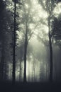 Mysterious Halloween eerie forest with fog