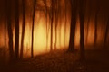 Mysterious haunted forest at night with strange light Royalty Free Stock Photo