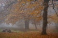 Mysterious Hoia Forest on a foggy autumn day Royalty Free Stock Photo