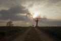 A mysterious hooded figure silhouetted against the setting sun by a dead tree on a country path. With deliberate lens flare Royalty Free Stock Photo