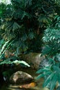 Mysterious impenetrable jungle overgrown with exotic plants