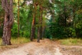 Mysterious landscape view of winding dirt road in the autumn forest. Forest path in the morning. Forest trail Royalty Free Stock Photo