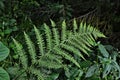 Mysterious leaves of a fern in the forest Royalty Free Stock Photo