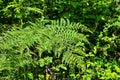 Mysterious leaves of a fern in the forest Royalty Free Stock Photo