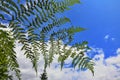 Mysterious leaves of a fern in the forest Royalty Free Stock Photo