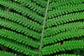 Mysterious leaves of a fern in the forest Royalty Free Stock Photo