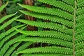 Mysterious leaves of a fern in the forest Royalty Free Stock Photo