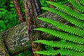 Mysterious leaves of a fern in the forest Royalty Free Stock Photo