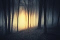 Mysterious light in dark haunted forest at night Royalty Free Stock Photo