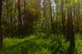 Mysterious light in a forest in Vinderhoute, Flanders