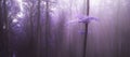 Mysterious light over tree in purple fog in the forest