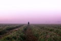 A mysterious lone figure standing in a field on a beautiful early misty morning