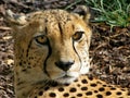 Mysterious look of a gepard