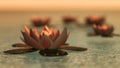 A mysterious lotus flower in the sunset