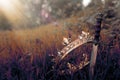 mysterious and magical photo of gold king crown and sword in the England woods or field landscape with light flare. Medieval