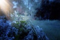 mysterious and magical photo of silver king crown over the stone covered with moss in the England woods or field landscape with