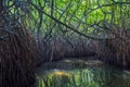 Mysterious mangrove forest, Madu Ganga, Sri Lanka