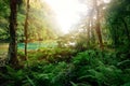 Mysterious Mayan jungle in the national park Semuc Champey