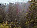 Mysterious misty forested hillside in autumn