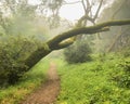 Misty Foggy Green California Hiking Trail, with Overarching Mossy Tree Trunk