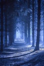 Mysterious Moonlit Forest Path with Mist and Blue Night Light