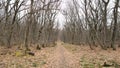 Mysterious mystical forest. Autumn landscape. Walking through fallen leaves. Tree trunks and branches. Naked trees Royalty Free Stock Photo