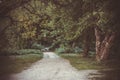 Mysterious nature scenery with overgrown old path