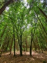 Mysterious nature tree circle Royalty Free Stock Photo