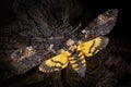 Acherontia atropos on a wooden background