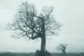 A mysterious Oak tree in the countryside. On an atmospheric winters day. With a grunge, textured edit Royalty Free Stock Photo