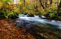 Mysterious Oirase River flowing through the autumn forest of beech trees in Towada Hachimantai National Park