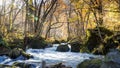 Mysterious Oirase Stream flowing through the autumn forest in To Royalty Free Stock Photo