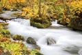 Mysterious Oirase Stream flowing through the autumn forest in Towada Hachimantai National Park in Aomori Royalty Free Stock Photo