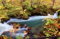 Mysterious Oirase Stream flowing through colorful autumn forests of Japanese beech trees in Towada Hachimantai National Park