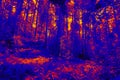 Mysterious old forest infrared Royalty Free Stock Photo