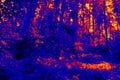 mysterious old forest infrared Royalty Free Stock Photo