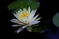 A mysterious of orange water lily in blossom