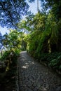 Mysterious park and forest with trees and interesting green mazes