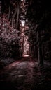Mysterious Path Through a Dark Forest Royalty Free Stock Photo