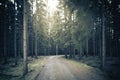 Mysterious path in dark forest