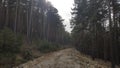 a mysterious path in the forest