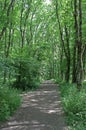 Mysterious path full of roots in the middle of wooden