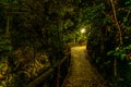 Mysterious path with lantern in dark horror forest, fairy tale concept
