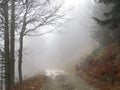 A mysterious path through the mist