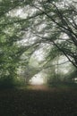 Mysterious path trough the fog in forest Royalty Free Stock Photo