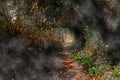 Mysterious path in the woods - dark passage through the forest with light and shadows in the plant tunnel